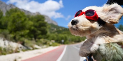 Ferienhaus-Urlaub mit dem Vierbeiner