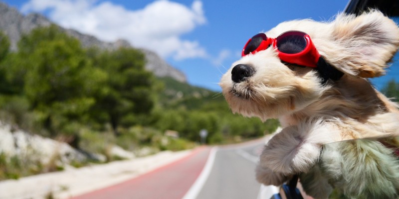 Hund bei der Fahrt im Auto