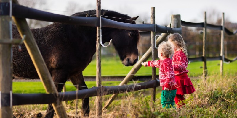 Kinder auf der Wiese mit Tieren